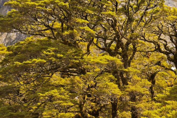 New Zealand, South Isl Silver beech trees